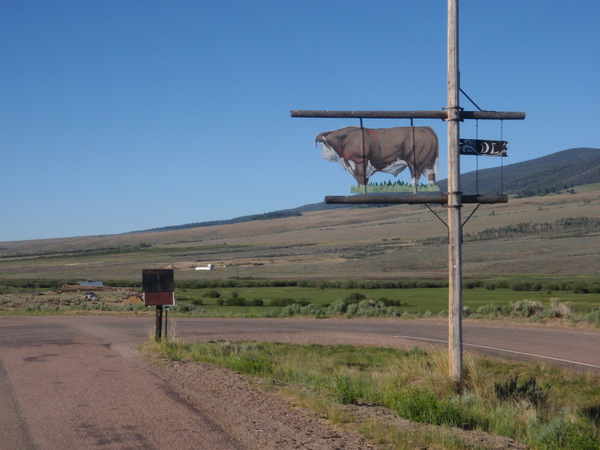 Tash Ranch Gateway - Nice Herford Bull.